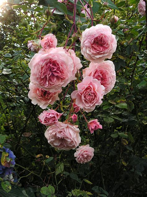 Morris rose. Things To Know About Morris rose. 