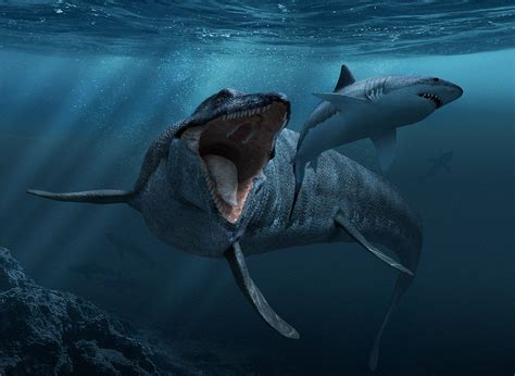 Mosasaurs (from Latin Mosa meaning the 'Meuse', and Greek σαύρος sauros meaning 'lizard') comprise a group of extinct, large marine reptiles from the Late Cretaceous. Their first fossil remains were discovered in a limestone quarry at Maastricht on the Meuse in 1764.. 