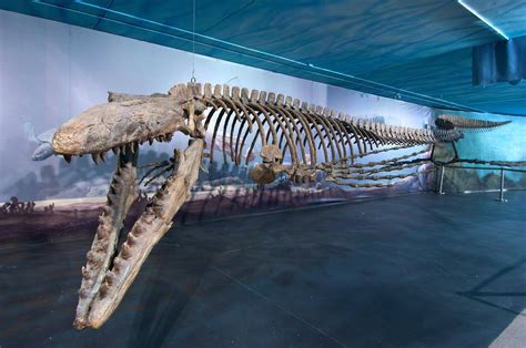A model of the mosasaur Gnathomortis’ skull, top, and the jaw fossils discovered by Colorado teen Gary Thompson in 1975, below, are on display at Brigham Young University’s Museum of ...