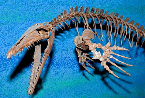 Home Science Earth Science, Geologic Time & Fossils Fossils & Geologic Time · Animals & Nature. mosasaur. fossil aquatic lizard. Actions. Cite. Share. Give .... 