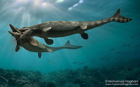 Mosasaurs - Prehistoric Wildlife