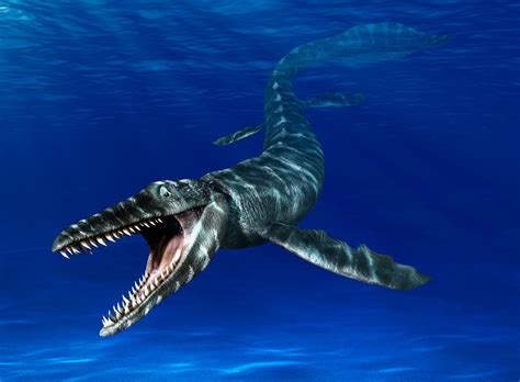 Any Mosasaurs reaching this size are simply not in the fossil record. The largest known mosasaurus was measured at 17 meters long, which would be around 56 feet. At this size mosasaurus would have weighed up to 30,000 lbs. Tthis is still massive but makes it one of the smaller marine reptiles on this page. Certainly smaller than even a small .... 