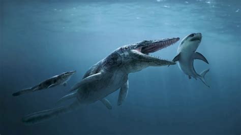 In part, his ideas were formed by study of a giant sea lizard, Mosasaurus, that lived and went extinct at the end of the Cretaceous. Skull of the marine lizard Mosasaurus studied by Cuvier. Nick ...