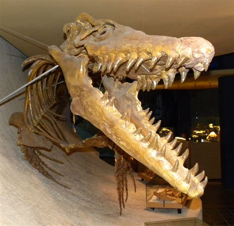 Mosasaur biology When mosasaurs were first reconstructed as aquatic animals mosasaurs were usually constructed as lizards with eel-like proportions.‭ ‬This idea existed all the way into the twentieth century but eventually a specimen of the mosasaur Platecarpus was discovered and this included partially preserved remains of soft .... 