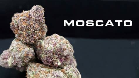 Moscato strain. Things To Know About Moscato strain. 