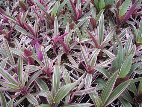 Moses in the cradle. How to care for moses in the cradle plant. Tradescantia spathacea plant care is easy and very attractive plant beloved for its structural and upright leave... 