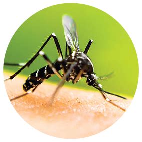 Mosquito Control Services in West Bay Mosquito Authority