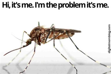 Mosquito meme. mosquito at night 
