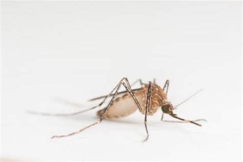 Mosquitoes are a Canadian icon – and a growing public health risk