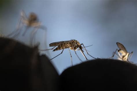 Mosquitoes are annoying and some are deadly. Here’s why we can’t – and shouldn’t – simply kill them all