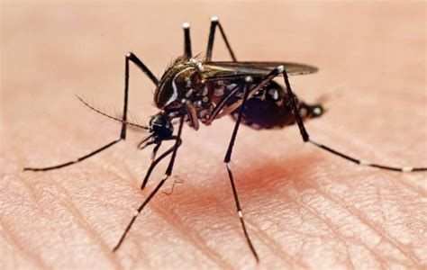 Mosquitoes at Los Peñasquitos Lagoon test positive for West Nile virus