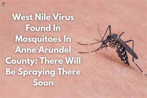 Mosquitoes carrying West Nile virus found in Anne Arundel Co., officials say
