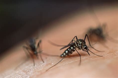 Mosquitoes test positive for West Nile virus in Palo Alto, Stanford