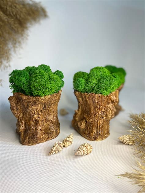 Moss Decor - Etsy