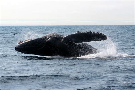 Moss landing whale watching. 7881 Sandholdt Road, Moss Landing, CA 95039. Sea Goddess Whale Watching is the most comfortable whale watching cruise in Monterey Bay. Our vessel is located in Moss Landing where whales love to feed. Book now! 