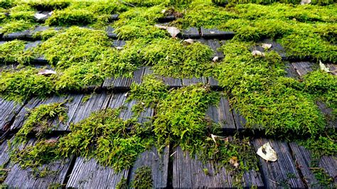 Moss on roof. Under its fuzzy green exterior, moss is a destructive pest. It creeps across roofs, loosening and staining shingles. It covers walks and decks making them slick and dangerous to walk on. Moss can shorten the life of a roof by lifting the tabs of composition roof and promoting rot by trapping moisture on shake roofs. 