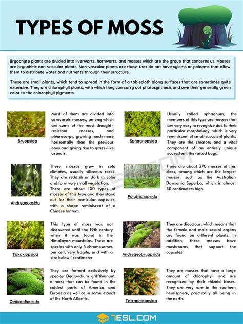 Moss species identification.  This moss identification guide is your starting point...