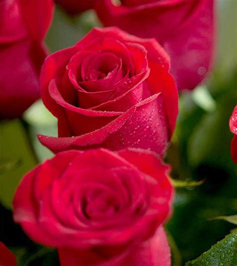 Most Beautiful Red Roses