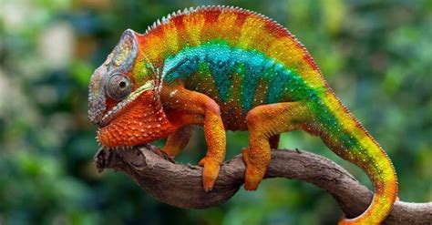 Most Colorful Animals On Earth