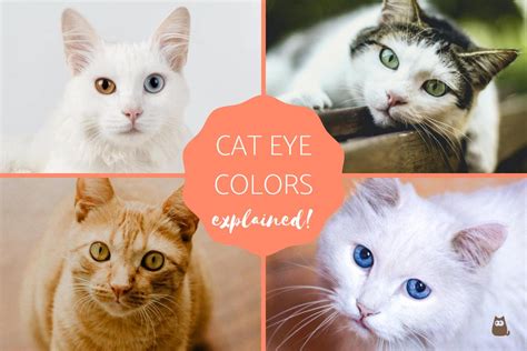 Most Common Cat Eye Color and Their Meaning Cat Eye Colors Explained!