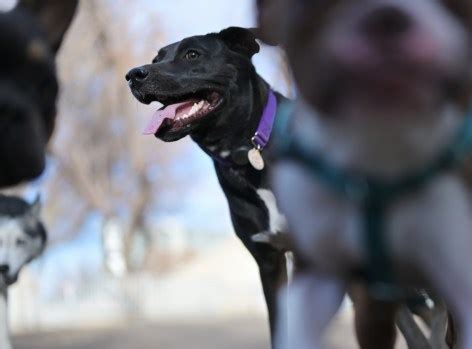 Most Denver pet owners don’t license their dogs or cats, but city hopes more will comply