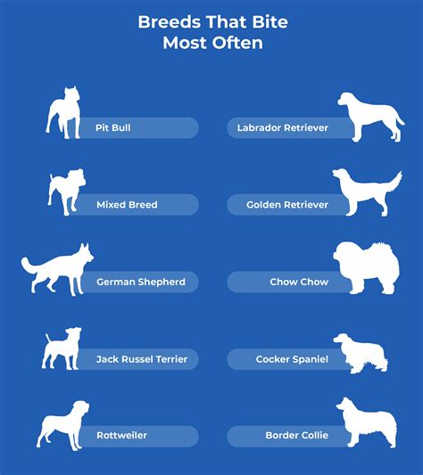 Most dog bites by breed. Labradors, the most popular breed in the UK, are the culprit for more personal injury claims than any other type, according to data from pet insurers Animal Friends. The figures showed Labrador bites prompt more claims than more stereotypically aggressive breeds like German shepherds and Staffordshire bull terriers. 