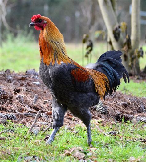 3) Buff Orpington. Another larger-sized chicken, the Orpington, is a good all-purpose utility breed, providing both eggs and meat, and it is also frequently bred for the show – meaning they are a great overall chicken. This is a friendly breed, often termed the “Golden Retriever” of chickens.. 