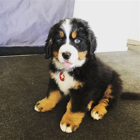 Most of the time, the Mini Bernese Mountain Dog looks similar to its purebred counterpart with the added advantage of being a smaller dog