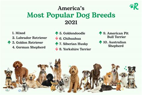 Meet the 10 Most Popular Dog Breeds. We all have a favorite dog breed — well, most of us do. Have you ever thought about what other people — or countries .... 