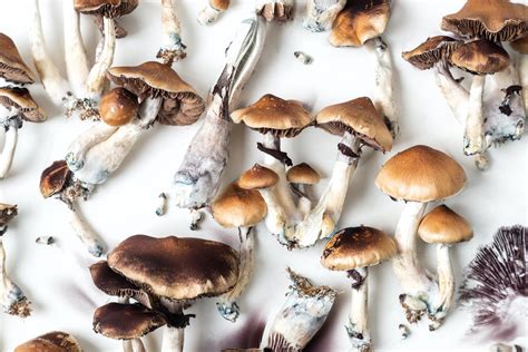 What is the Most Potent Magic Mushroom Str