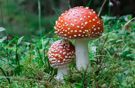 5 Most Potent Magic Mushroom Strains 1. Penis Envy Magic Mushrooms. Every shroom psychonaut has at least tried this strain. Penis Envy is one of the most... 2. …. 