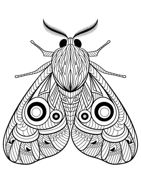 Moth Coloring
