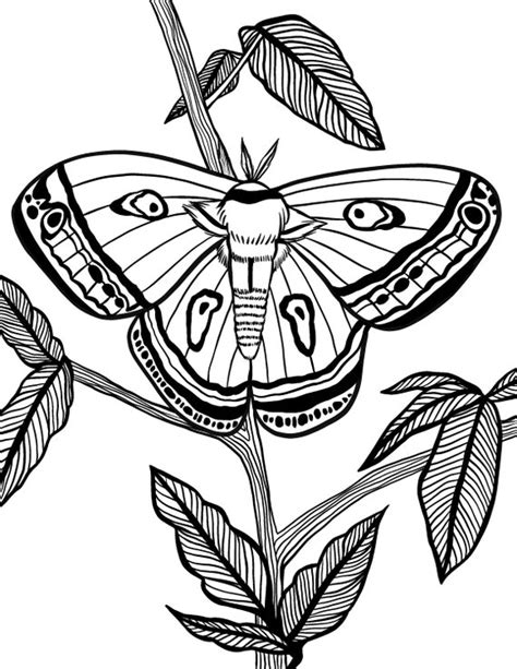Moth Digital Coloring Page for Kids and Adults. Instant Etsy