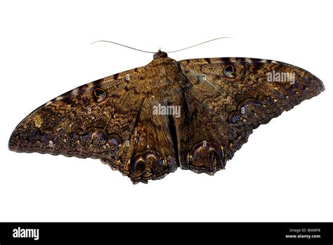 Moth With Eyes On Wings Pictures, Images and Stock …