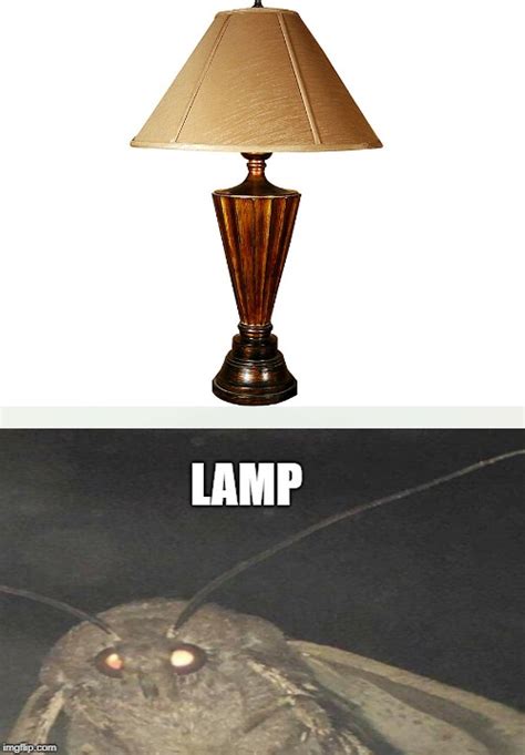 Moth and Lamp - Imgflip