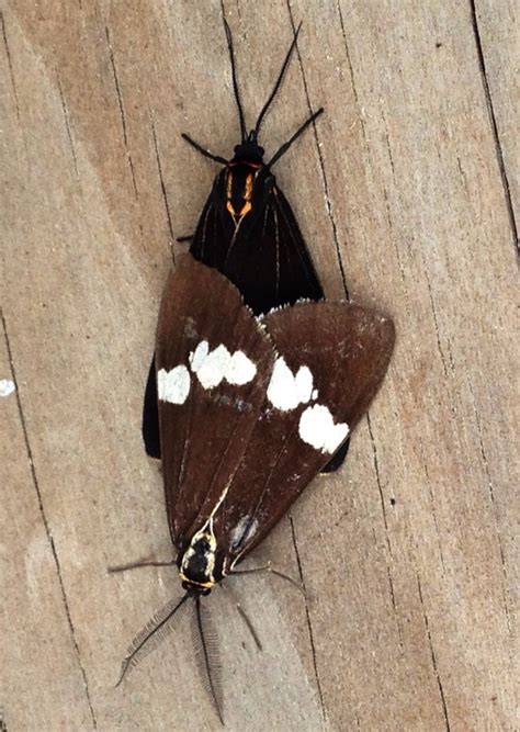 The magpie is a medium-sized moth which is quite butterfl