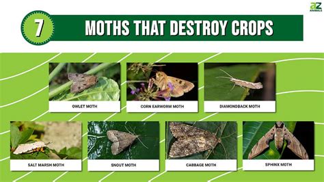 Moth crops BirdForum