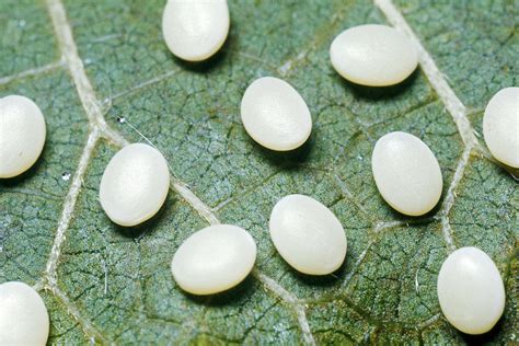 Moth eggs for sale. The parasitic wasp inserts its eggs inside the eggs of these pests, killing them before they enter the plant-consuming larval stage. Shop our large selection of beneficial insects, including moth egg parasites, at Planet … 