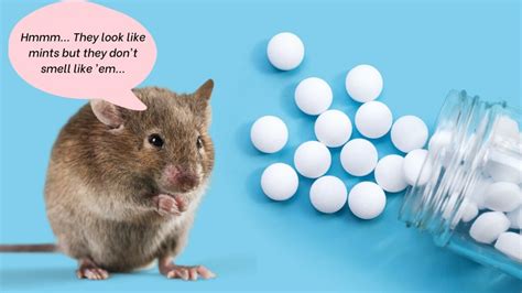 Mothballs and mice. Mothballs are illegal and ineffective for mice control. They can be harmful to the environment, pets and people. Learn the facts, myths and risks of using mothballs for mice, and how to get rid of them safely and effectively with Terminix. 