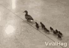 Mother Duck GIFs Tenor