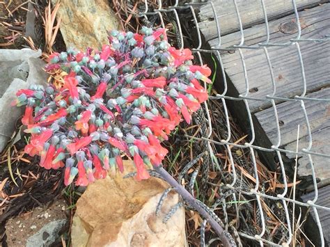 Mother Of Millions Flower Stock #shortsfeed #gardening