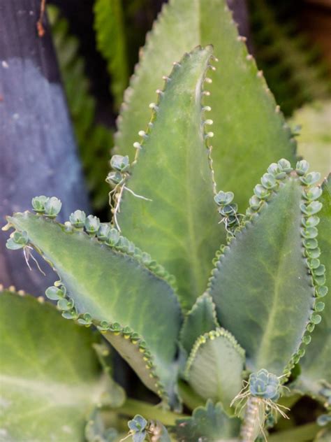 Mother Of Thousands Care: Growing Kalanchoe Daigremontiana