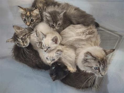 Mother and kittens found abandoned in sealed plastic tub