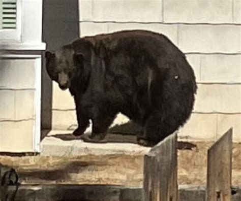 Mother bear and cubs captured, wanted for dozens of break-ins in South Lake Tahoe