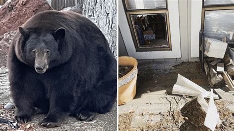Mother bear and cubs wanted for dozens of break-ins in South Lake Tahoe captured