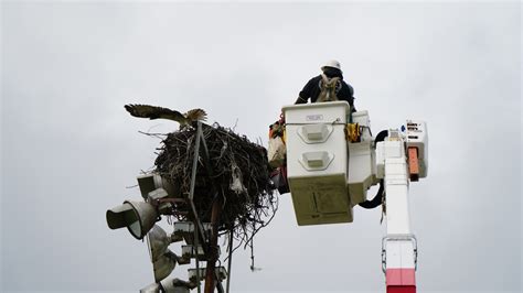 Mother hawk tethered to nest by fishing line in Ocean Beach rescued