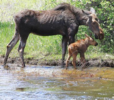 Mother moose found dead in Steamboat Springs, young calves brought to wildlife rehabilitation