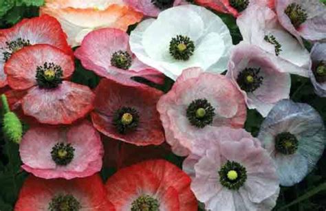 Mother of Pearl Shirley Poppy Seeds 100 Seeds - Etsy