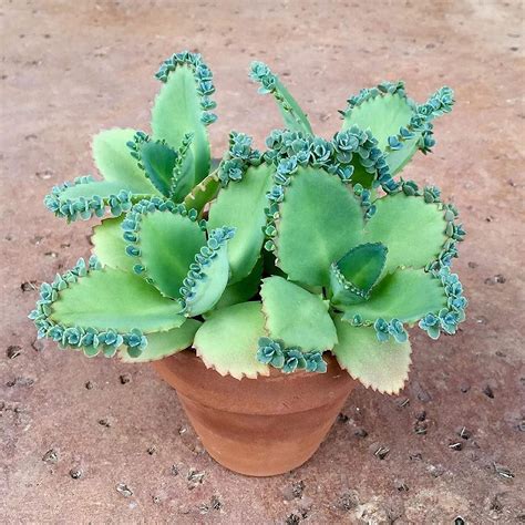 Mother of Thousands-Kalanchoe Daigremontiana-Mexican Hat Live Plant