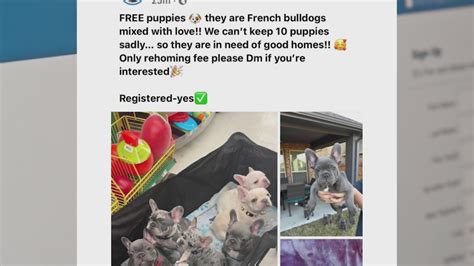 Mother terrorized after Facebook page hacked by scammers offering 'free puppies'
